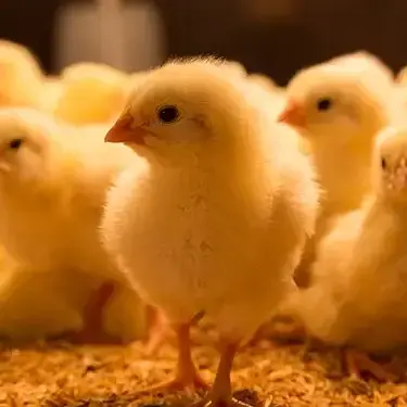 Huhn sucht TÄ/TA