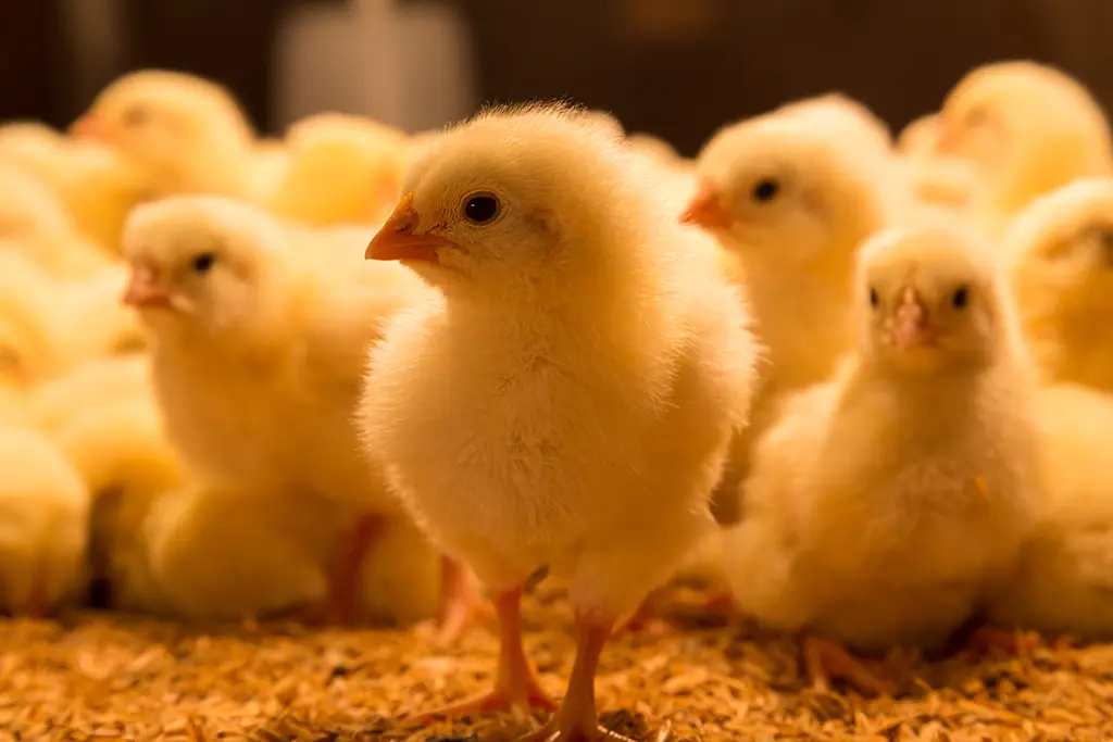 Jobangebot - Huhn sucht TÄ/TA