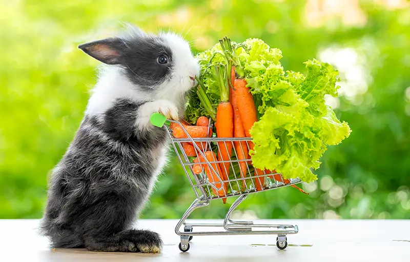 Ernährungsberatung für Tiere in Markranstädt bei Leipzig