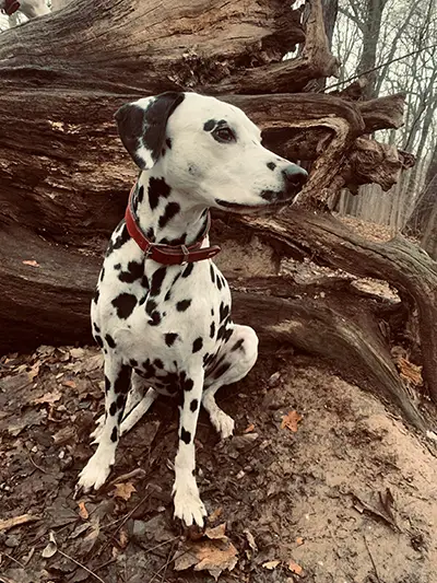 Nadja Wangorsch (Tierärztin)