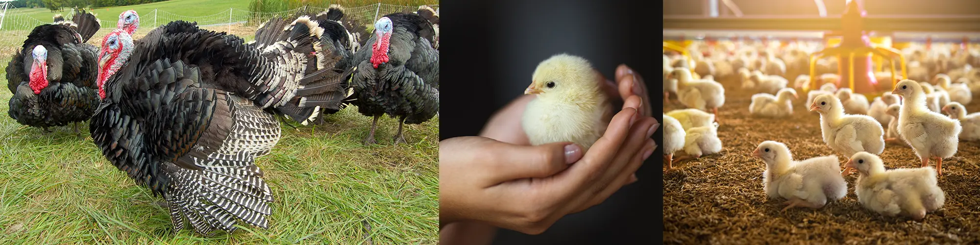 Geflügel Laboruntersuchungen Sachsen