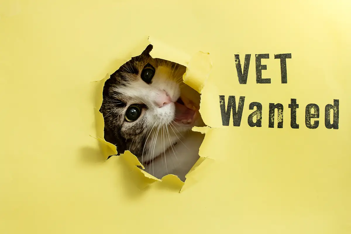 Kleintierarzt (m, w, d) gesucht